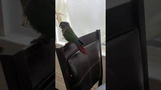 Green cheek conure screaming his head off [upl. by Eimile]