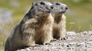 Ardèche  Les Marmottes Mont Mezenc [upl. by Rimidalv]