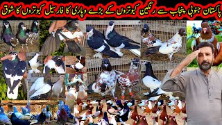 Farcial Pigeons Hobby Of Large Trade In Colored Pigeons From South Punjab Pakistan  KabootarForSale [upl. by Aserret]