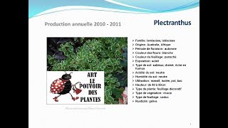 Plectranthus plante annuelle [upl. by Ignace]