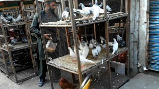 Pigeons market Lahore  Kabootar market visit 2020 [upl. by Eanore]