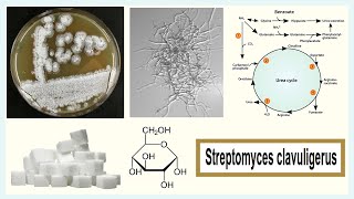 Streptomyces clavuligerus [upl. by Anaz]