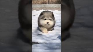 Cute furry dogs 🐶dog doglover cutedog viralvideo [upl. by Airegin]