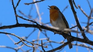 Chant du Rouge Gorge [upl. by Alika]