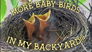 A BACKYARD FULL OF LIFE │ More baby birds in my backyard [upl. by Roxanne]