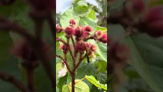 My annatto plant daming bunga [upl. by Adnovay]