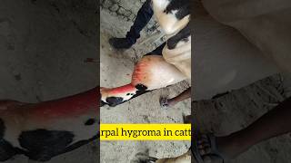 carpal hygroma in buffaloe Dr Brajesh Kumar shorts viralshort [upl. by Elodie]