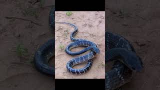 Common Krait Snake  Bungarus Caeruleus Pics [upl. by Tammi604]