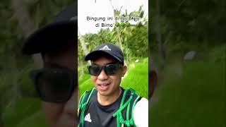 SAWAH TERASERING ALA BALI TAPI INI DI BIMA YA GUYS  bali terasering bima [upl. by Screens176]