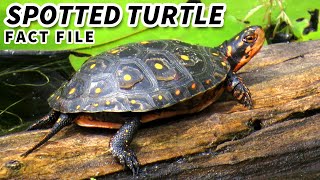 Spotted Turtle Facts the POLKA DOT Turtle 🐢 Animal Fact Files [upl. by Uno]