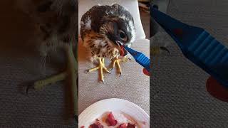 FEEDING A BABY PEREGRINE 6 [upl. by Uriisa]