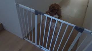 Cavalier King Charles Spaniel opens child gate [upl. by Ajan]