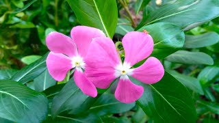 Periwinkle Flower Plant  vinca Plant  myrtle Plant Catharanthus roseus Periwinkle [upl. by Hnao3]