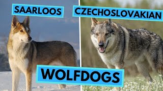 Saarloos Wolfdog vs Czechoslovakian Wolfdog  Dog Breed Comparison [upl. by Skutchan]