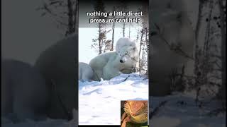 Relatable Polar Bear mom Larrys funny animals beardeddragon trending cute polarbear [upl. by Aneeres]