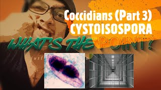 COCCIDIANS Part 3 of 4  CYSTOISOPORA [upl. by Mcdermott]