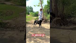 Pakistani dog famous dog [upl. by Hyps63]