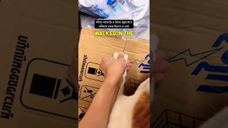 This Cat Doubles as a Box Opener 😂 [upl. by Ludba229]