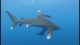 Oceanic Whitetip Shark at Elphinstone by Robby Frank [upl. by Eeslek]