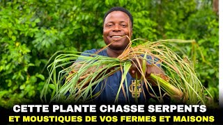 Cette plante chasse les serpents et moustiques de votre ferme et de votre maison [upl. by Tjaden763]