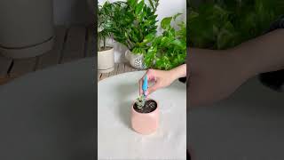 Soil propagation vs Water propagation succulents propagation succulentpropagation soil water [upl. by Nalaf]