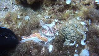 Bearded Fireworm Hermodice carunculata devouring remains of a fish [upl. by Adiahs]