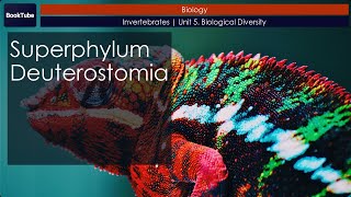 Superphylum Deuterostomia  Invertebrates  Unit 5 Biological Diversity [upl. by Yrrok]