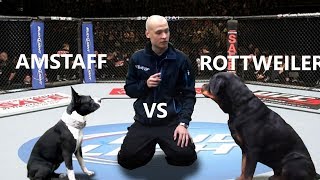 Rottweiler vs Pitbull  Speed Competition  Genetic Differences [upl. by Sabino297]