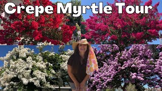 Crepe Myrtle Tree TOUR  Massive Blooms amp Color [upl. by Nivrae]