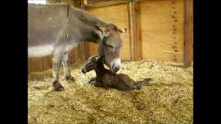 Baby donkeys first steps [upl. by Rorie]