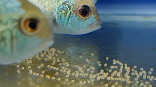 How to tell Electric blue acara gender Blue acara cichlids spawning and breeding behavior [upl. by Ponton471]