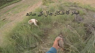 teetar ka shikar jaal k sath punter dog full video [upl. by Angell88]