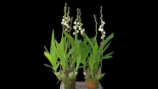 Peristeria elata Orchid Flower of the Holy Spirit  How to Grow Peristeria elata Dove Orchid  Care [upl. by Inaja]