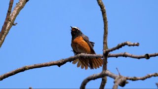 Common Redstart Singing [upl. by Mcgruter]