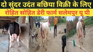 पहली ब्यात की उदंत बछिया विक्री के लिए उपलब्ध। hf cow available for sellhf cow hf hfjersy [upl. by Namreg886]