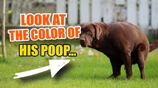 💩🖍️¿WHAT Does the COLOR of a DOGS Stool SAY [upl. by Aenahs587]