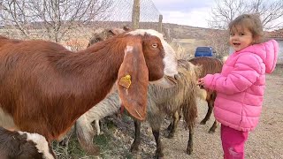 Halep Keçisi Aldık halepkeçisi köydeyaşam [upl. by Nekciv]