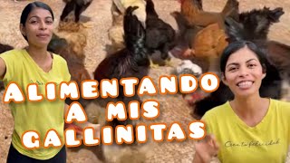 Alimentando a mis gallinitas carmenvelez7519 [upl. by Melnick]