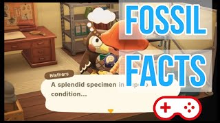 5 minutes of Funny Blathers Fossil Facts  Animal Crossing New Horizons [upl. by Ranie245]