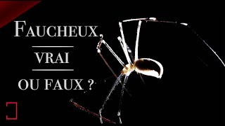 LE quotFAUCHEUXquot La fameuse araignée des plafonds   ANIMAUX MDE FOCUS [upl. by Krystalle]