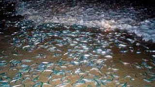 Grunion run at Cabrillo Beach [upl. by Adlesirg]