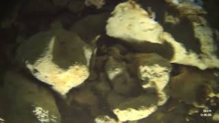 Ginnie Springs Cave Dive to the Mud Tunnel [upl. by Huxham669]