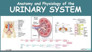 Anatomy and Physiology of the Urinary System Simplified [upl. by Enerol]