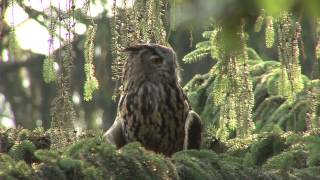 Natur erleben im Nationalpark Teutoburger Wald [upl. by Llerref199]