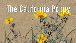 A Guide to Palos Verdes Plants The California Poppy Eschscholzia californica [upl. by Dennie]