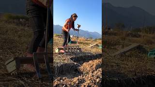 Amazing Fresh Fruits Harvesting by Rural Farmer  Chinese Water Chestnut 🌰🌰 shorts farming [upl. by Evanthe]