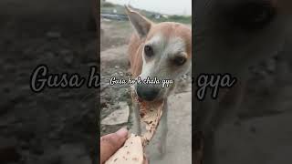 M roti nhi khauga 🐶street dogdog lover [upl. by Eimmak]