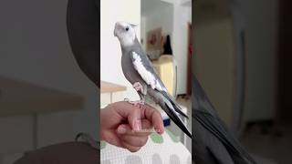 Adorable Cockatiel Skylers Cookie Song Extravaganza 🎶🦜🥰 cockatielscraze [upl. by Acilegna]