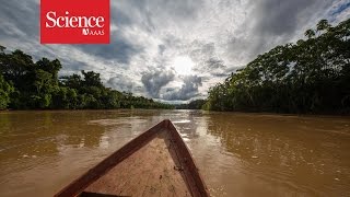 Making contact The isolated tribes of the Amazon rainforest [upl. by Erehpotsirhc]