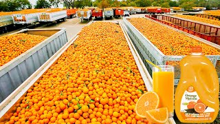 How Orange Juice Is Made In Factory  Fresh Orange Juice Factory Process [upl. by Roselia220]